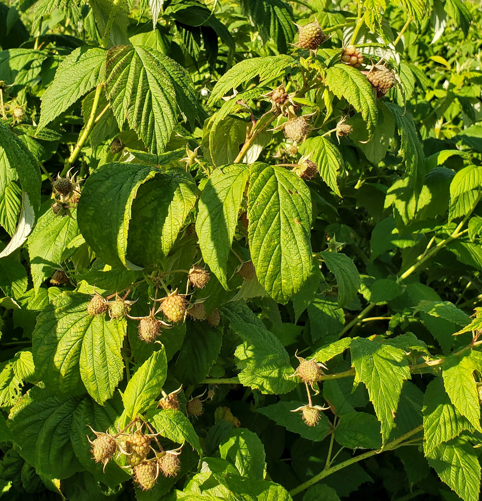 Fall raspberry